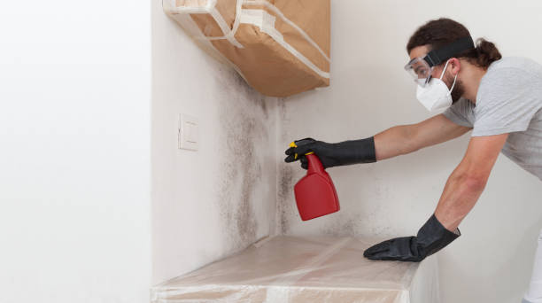 Professional Basement Mold Remediation technician working in Fruitland Park, FL